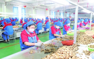 龍頭企業 引領現代農業發展的“領跑者”——以資金、技術、設備與理念驅動產業升級